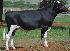 Raca: holandes preto e branco (leite) rgd: a-12292